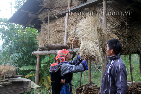 Gia đình chị Giàng Thị Chù đã chuẩn bị đủ rơm khô làm thức ăn cho trâu trong mùa đông.
